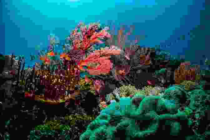 A Captivating Underwater Image Of The Vibrant Great Barrier Reef Wow In The World: What In The WOW?: 250 Bonkerballs Facts