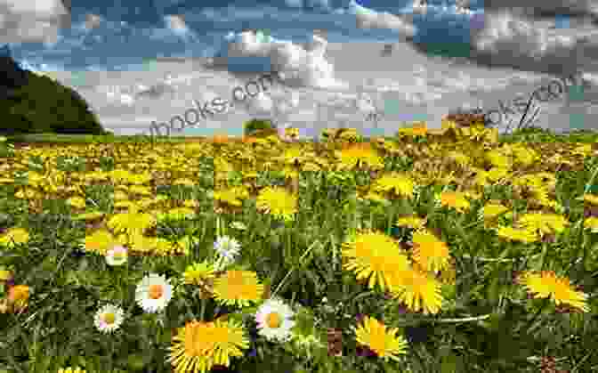 Field Of Dandelions In Full Bloom Why Dandelions Grow Nita Marie Clark