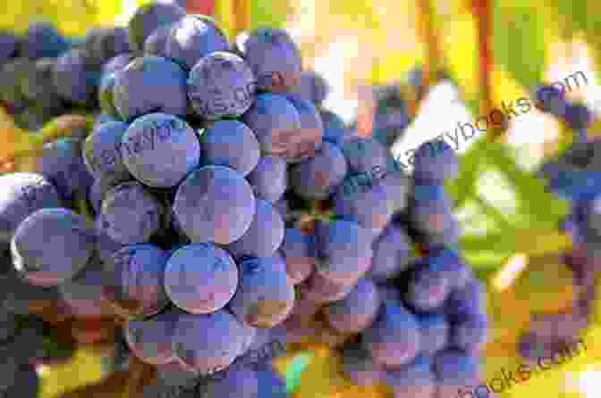 Grapes With Resveratrol For Improved Heart Health Superfruits: (Top 20 Fruits Packed With Nutrients And Phytochemicals Best Ways To Eat Fruits For Maximum Nutrition And 75 Simple And Delicious Recipes For Overall Wellness)