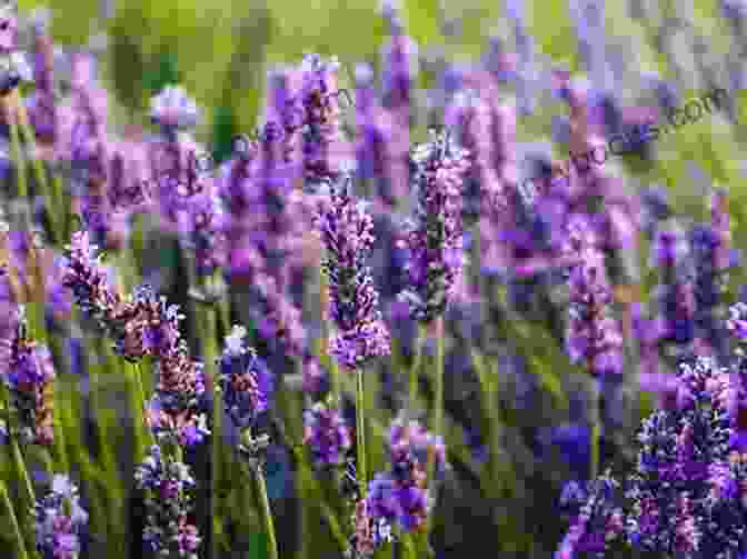 Lavender Herb With Purple Flowers My 100 Favourite Herbs Pierre Emmanuel Malissin