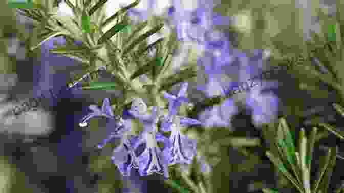 Rosemary Herb With Green Leaves And Purple Flowers My 100 Favourite Herbs Pierre Emmanuel Malissin